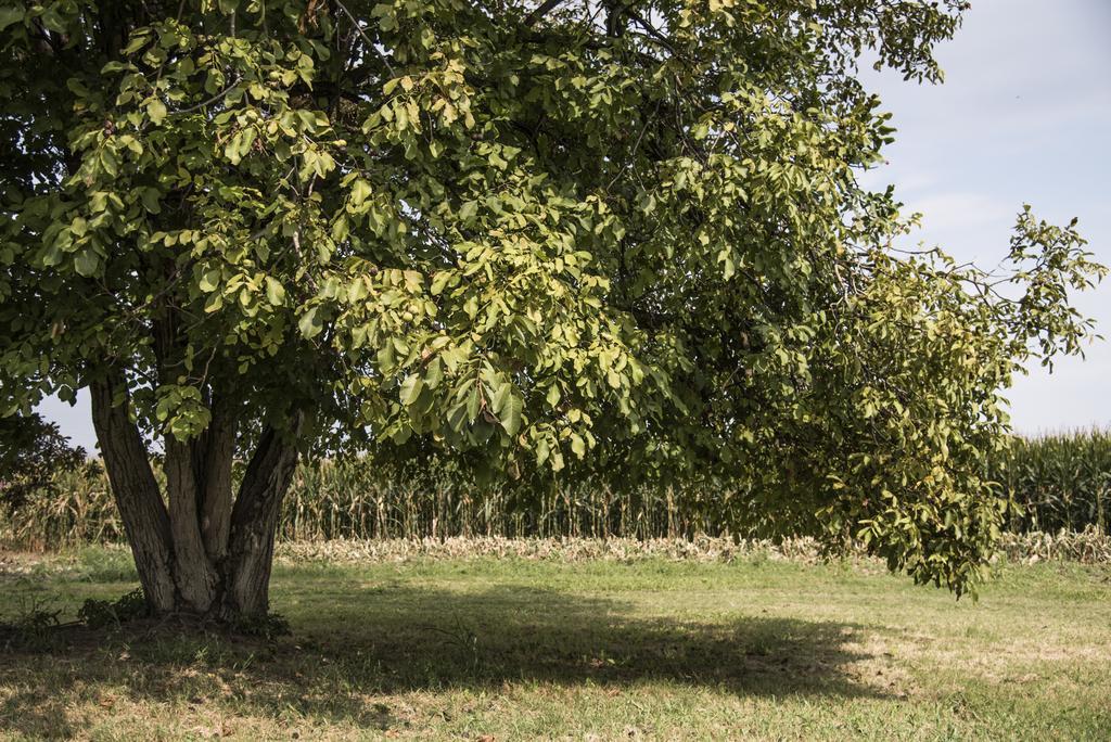 Agriturismo Corte Ruffoni Zevio Dış mekan fotoğraf